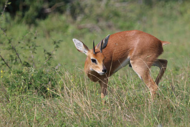 istock Afrikanischer Steinbock / Steenbok / Raphicerus campestris 2200933261