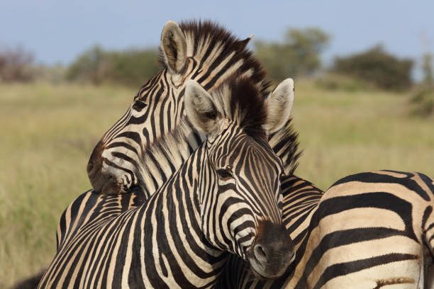 istock Steppenzebra / Burchell's zebra / Equus quagga burchellii 2200933455