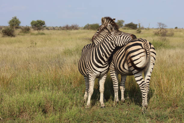 A herd of zebras in the open bush land in the Kruger National Park in South Africa