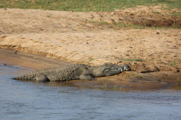istock Nilkrokodil / Nile crocodile / Crocodylus niloticus 2200933694