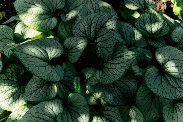istock Green leaves, dark green background 2200935020