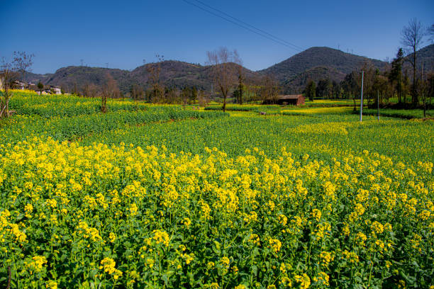A hill covered with various crops in Luosi Field, Luoping China, blue sky with copy space for text