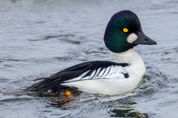 A Common Goldeneye male in winter