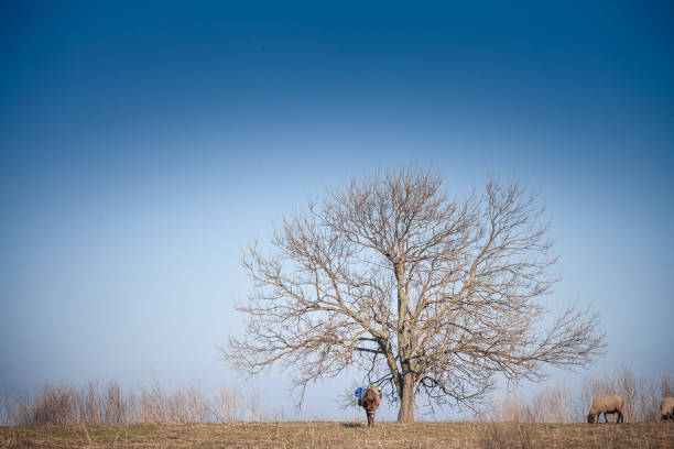 A serene winter moment unfolds in this photograph, featuring a lone tree and a small group of donkeys and sheep grazing on gently rolling farmland. This pastoral setting highlights the enduring nature of Serbian agriculture, where livestock remains a vital component of rural life. The clear sky and tranquil fields emphasize the simplicity of the scene, underscoring a longstanding heritage of coexistence between animals and people in the countryside.