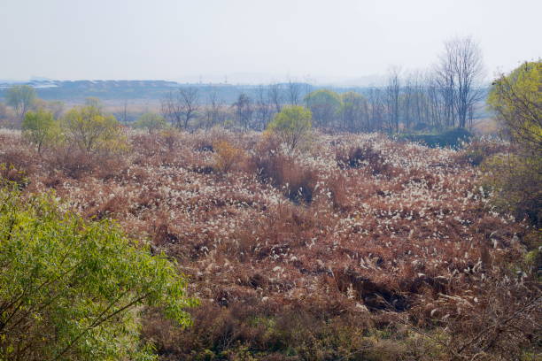 Autumn Reeds in Wetlands Along Ocheon Bicycle Path