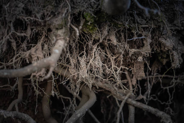 This image provides a detailed glimpse into an exposed root system, stripped bare by weather and erosion. Intertwining threads of woody and fibrous material create an intricate pattern that seems almost sculptural in nature. A shallow depth of field isolates the focus on the roots, emphasizing their texture. The scene underscores the complexity of forest ecosystems and the hidden networks that exist beneath the soil s surface.