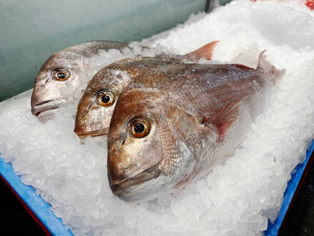 istock Three medium-sized snapper fish (Pagrus auratus) rest on a bed of crushed ice in a seafood market display with their pinkish-silver scales 2200946662
