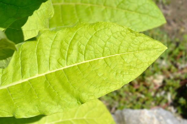 Cultivated tobacco leaves - Latin name - Nicotiana tabacum