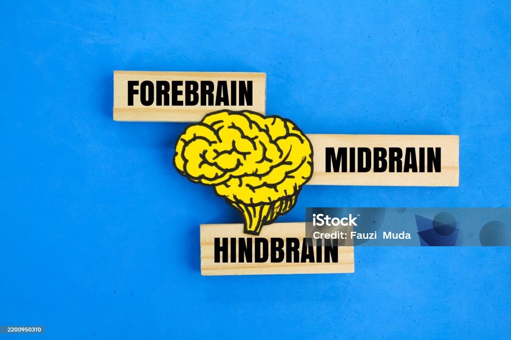 Forebrain Midbrain And Hindbrain Word Brain Function Concept Stock ...