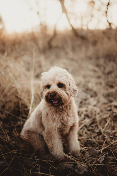 istock Cockapoo puppy sitting outdoors 2200951586