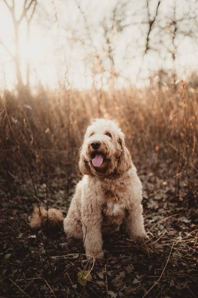Goldendoodle dog sitting outdoors