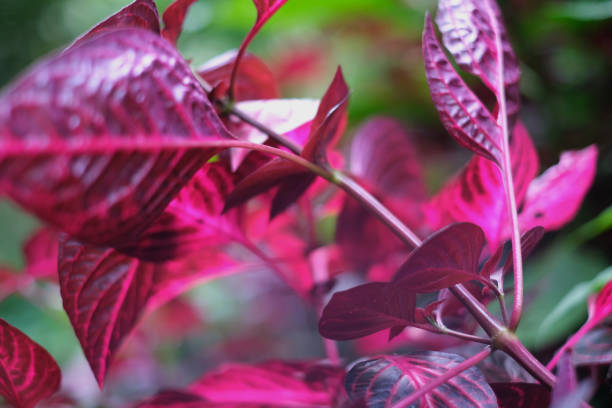 close-up shot of striking pink and magenta leaves with intricate textures, creating a vivid and artistic natural composition. Concept: pink leaves, vibrant foliage, nature close-up, colorful plants, tropical flora, macro photography, botanical beauty, exotic plants, garden aesthetics, lush greenery