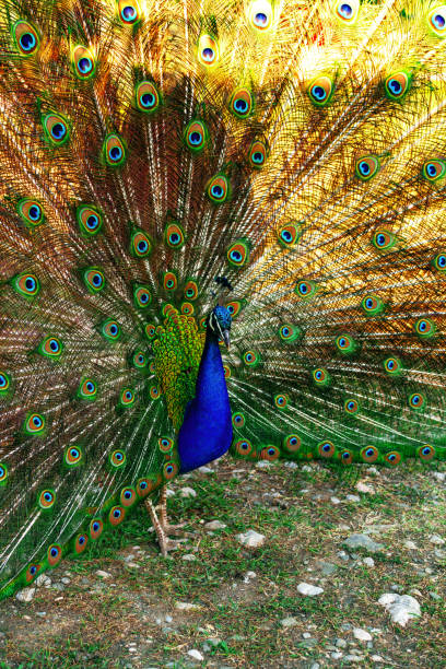 Colorful peacock displaying vibrant feathers in a natural setting during daylight