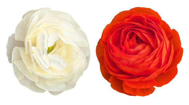 White and red ranunculus flowers isolated on white background