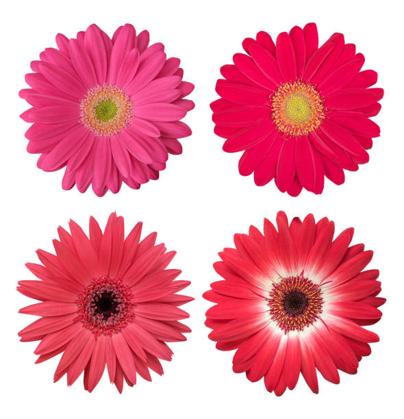 Four isolated pink and red gerbera flowers on a white background