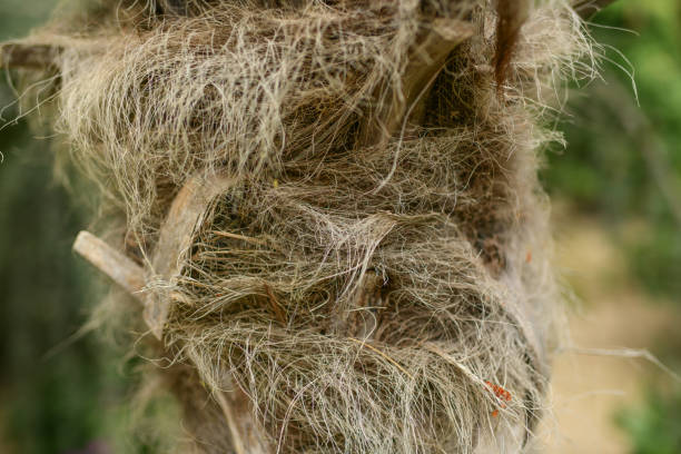 The green stalks of faded daffodils are braided High quality photo