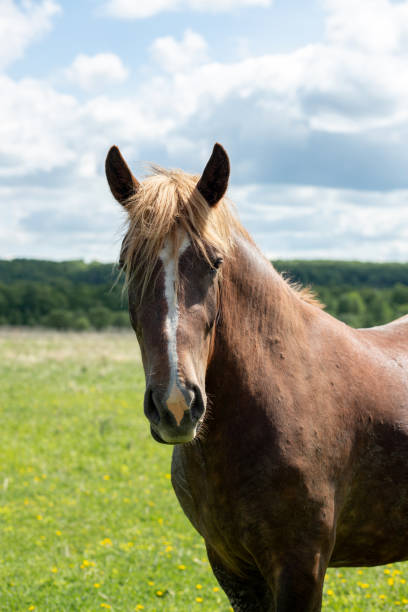 istock A young horse graze in a meadow on a sunny summer day. Front view. Farm 2200961802