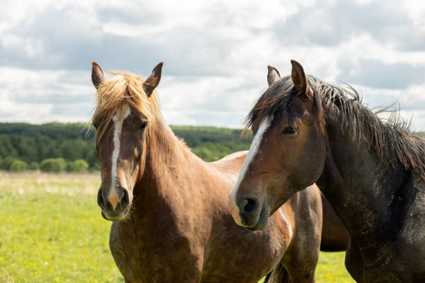 istock Two brown horses are standing in a meadow on a sunny day. Close-up. Front view. 2200961901