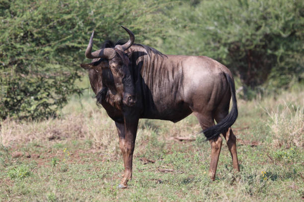 istock Streifengnu / Blue wildebeest / Connochaetes taurinus 2200962606
