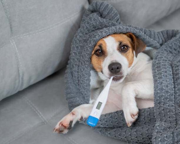 istock Jack Russell Terrier dog measures temperature wrapped in a blanket. 2200962657
