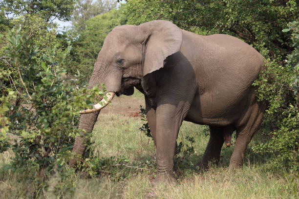 istock Afrikanischer Elefant / African elephant / Loxodonta africana 2200963309
