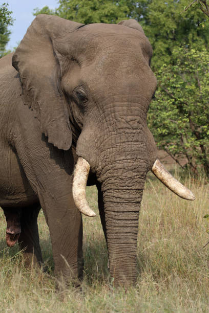 istock Afrikanischer Elefant / African elephant / Loxodonta africana 2200963362
