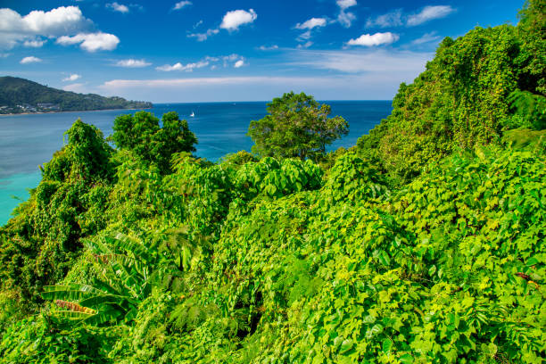 Scenic tropical beach in Phuket with crystal-clear water and white sandy shore.