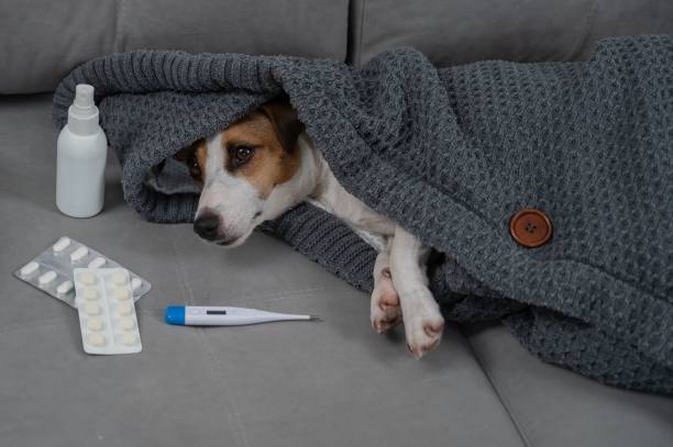 istock Jack Russell Terrier dog is sick lying on the sofa wrapped in a blanket. 2200964047