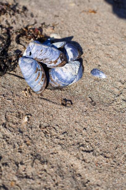 istock Fresh blue mussels (Mytilus edulis) resting on the sandy coast 2200964108