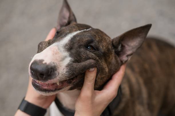 istock The owner squeezes the muzzle of a bull terrier outdoors. 2200967793