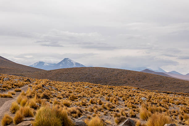 Arid landscape with sparse vegetation and a mountain backdrop. Rugged terrain under cloudy skies. Scenic view ideal for nature and travel imagery.