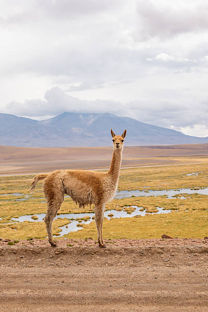 istock Vicuna standing on rugged landscape in front of Andes mountains 2200968850