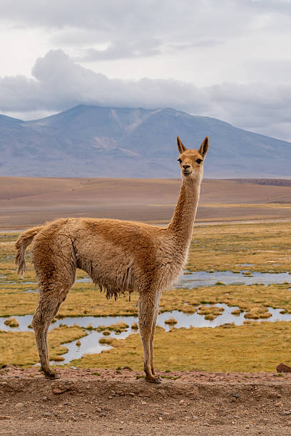 istock Vicuna standing on rugged landscape in front of Andes mountains 2200968852