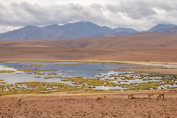 Vicunas graze near a serene highland lake amid vast desert landscape. Mountains loom under cloudy skies.