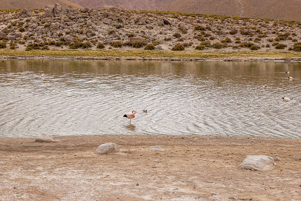 Flamingos wade in a serene lake beneath arid mountains. Idyllic wildlife scene in a desert landscape. Picturesque view of a high-altitude habitat and nature setting.