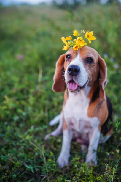 Adorable Beagle Wearing Yellow Flowers Outdoors on a Bright Day