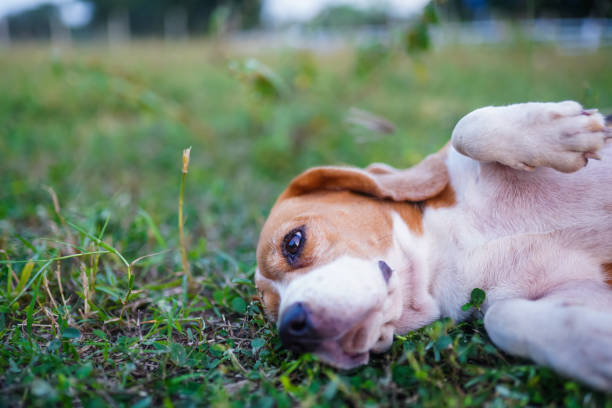 istock A Cute Beagle Lying on Its Back on Grass in a Relaxed Outdoor Setting 2200970953