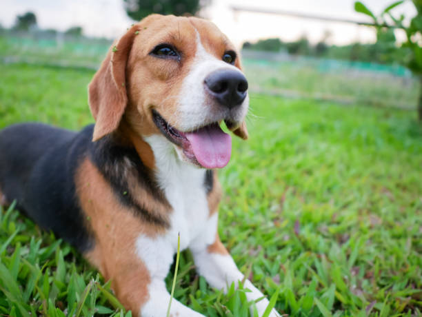 istock Happy Beagle Dog Resting on Green Grass Outdoors in a Park Setting 2200971055