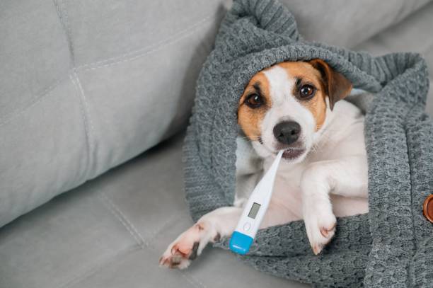 istock Jack Russell Terrier dog measures temperature wrapped in a blanket. 2200971146