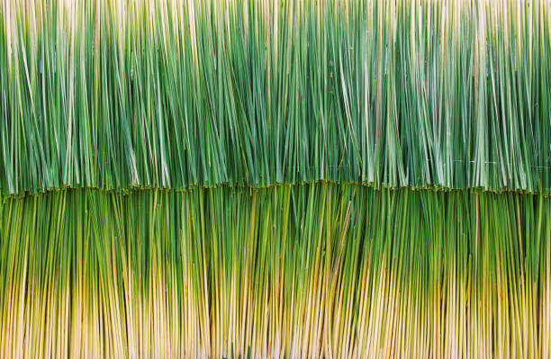Green reeds are arranged as photography blackdrops.