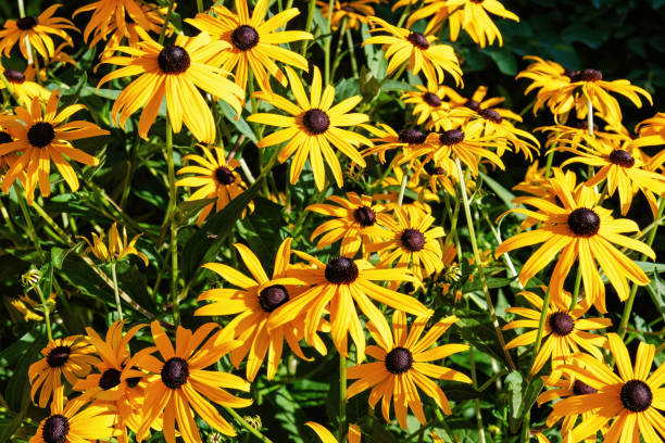 istock Meadow with many yellow coneflowers blooming in a garden 2200972636
