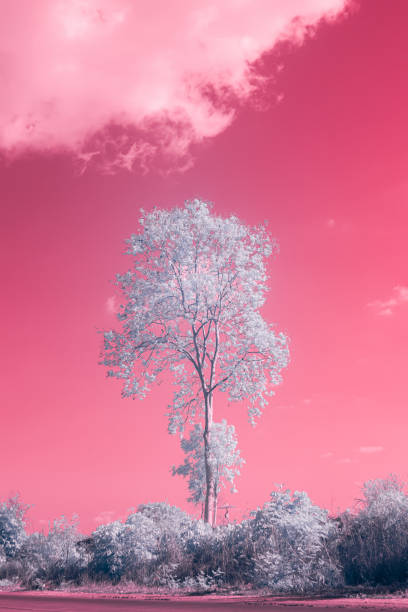 istock Infrared photography, a tall tree with white foliage standing alone against a background that is predominantly pink 2200972901