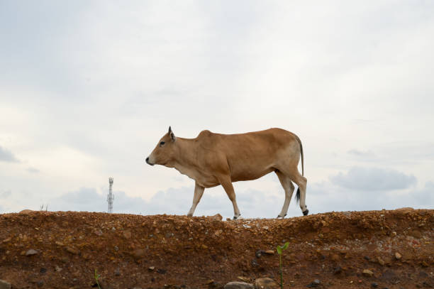 Local cattle of Aceh, Indonesia