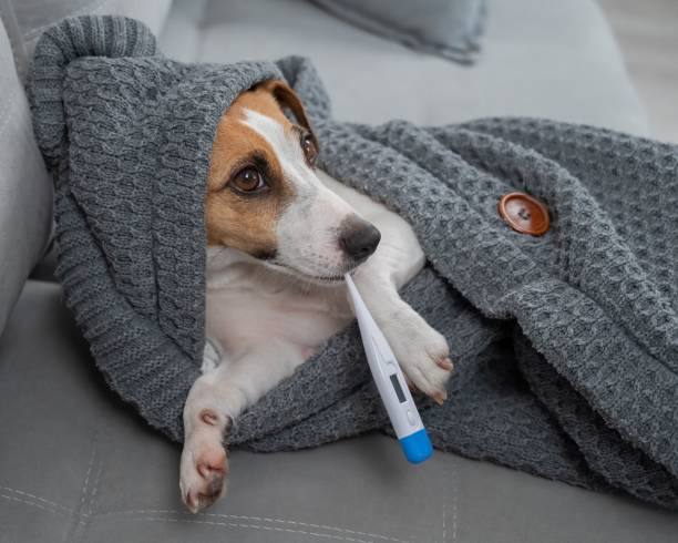 istock Jack Russell Terrier dog measures temperature wrapped in a blanket. 2200974033