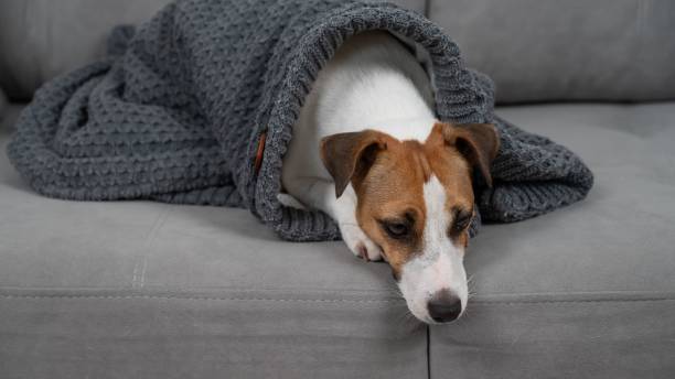 istock Jack Russell Terrier dog is sick lying on the sofa wrapped in a blanket. 2200974191