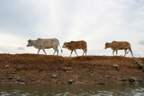 Local cattle of Aceh, Indonesia