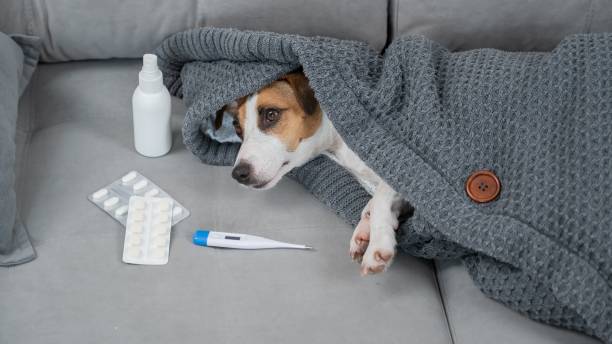 istock Jack Russell Terrier dog is sick lying on the sofa wrapped in a blanket. 2200974968