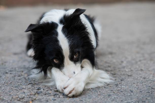 istock Border collie dog doing exercise shame outdoors. 2200975051