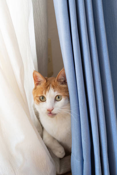 istock A cute cat peeking out from between the curtains 2200976230