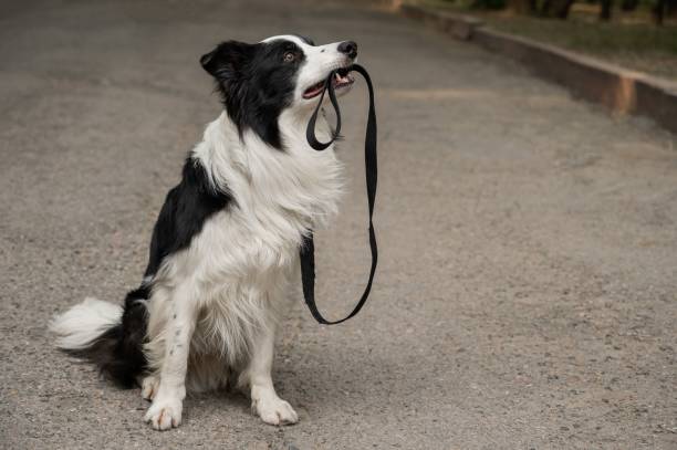 istock Border collie holding leash in mouth outdoors. 2200976237